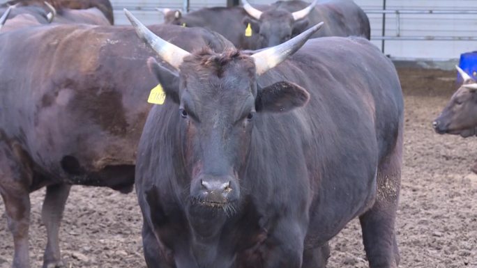 牛场养的黑牛养殖合作社养殖户牛棚