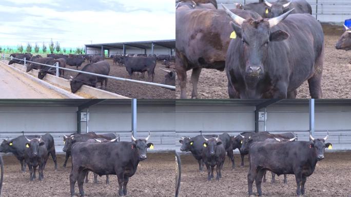 牛场养的黑牛养殖合作社养殖户牛棚
