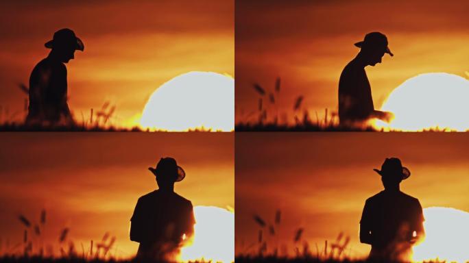 日落时分，戴着太阳帽的斯洛莫农民穿过麦田