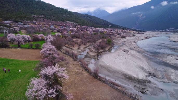 西藏林芝雪山下桃花盛开