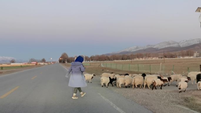 公路上穿过的羊群和牧羊女