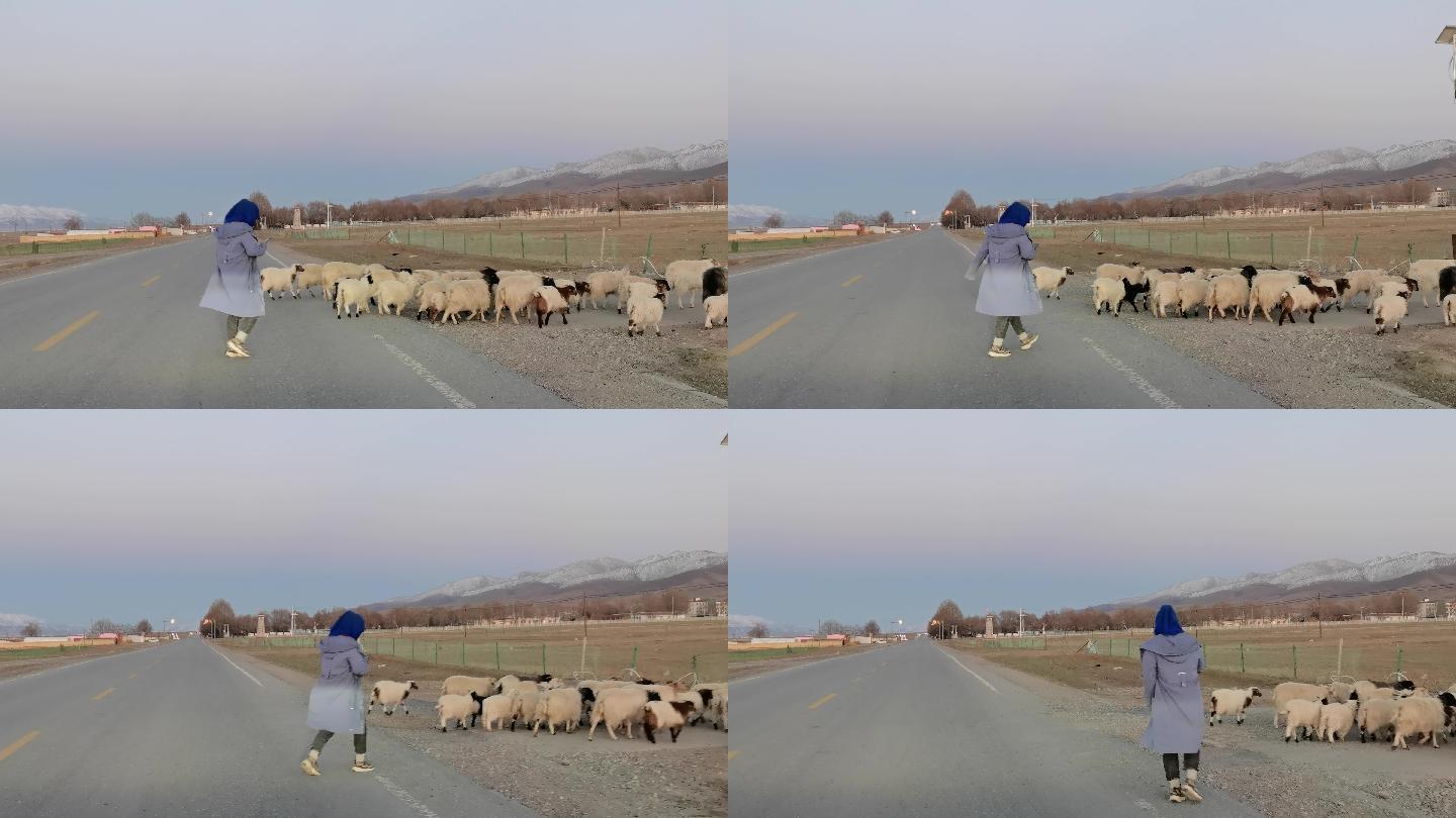 公路上穿过的羊群和牧羊女