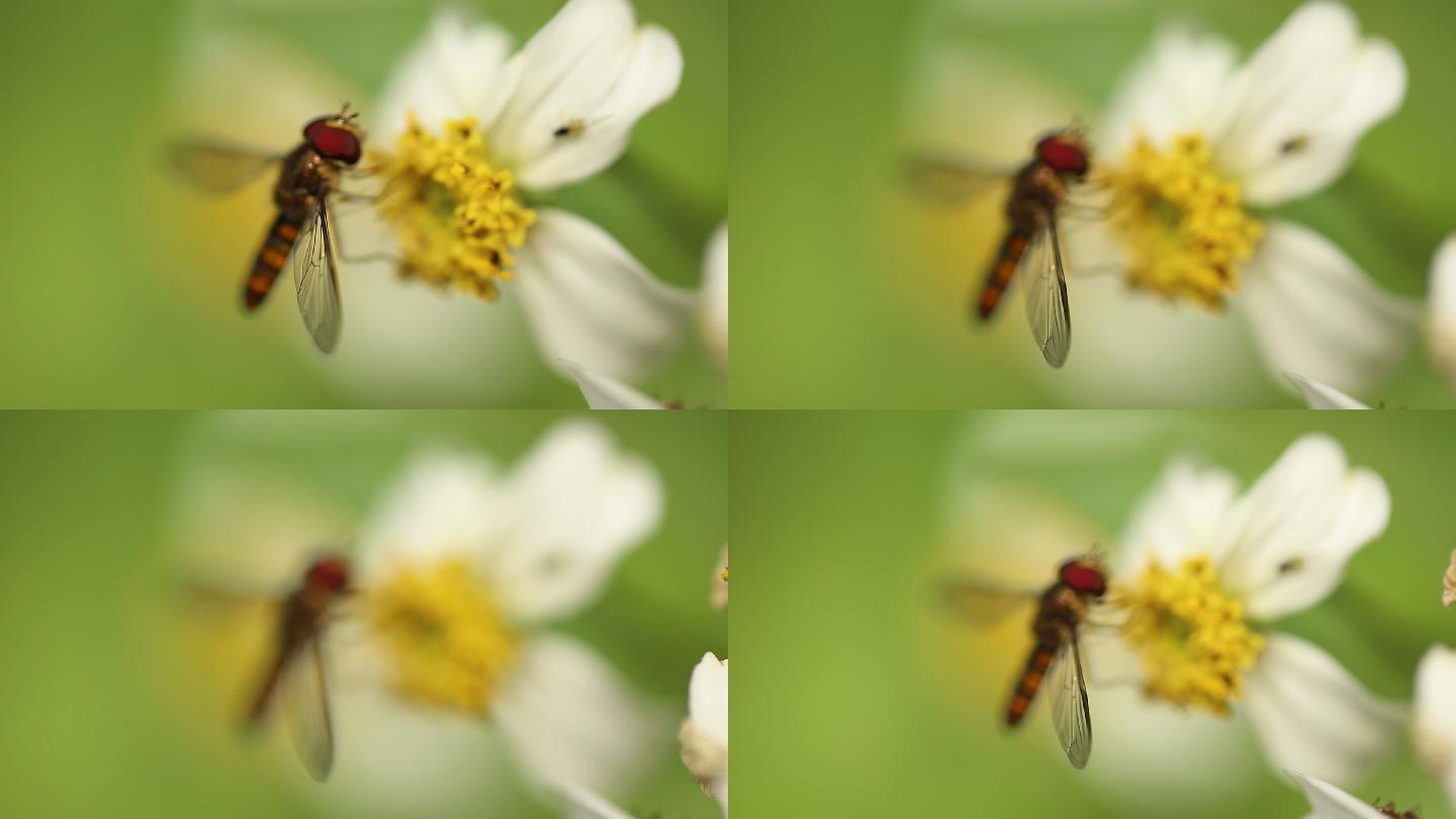 小蜜蜂采蜜小蜜蜂落在花丛中采花粉吸花蜜