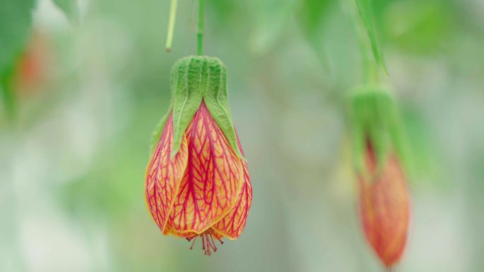 国家植物园/北京植物园/金铃花/风铃花