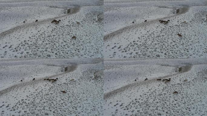雪中吃草的大小骆驼