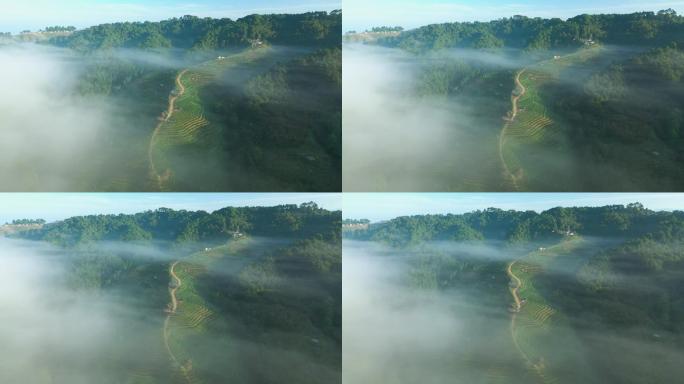 早上有雾的茶园梯田鸟瞰图
