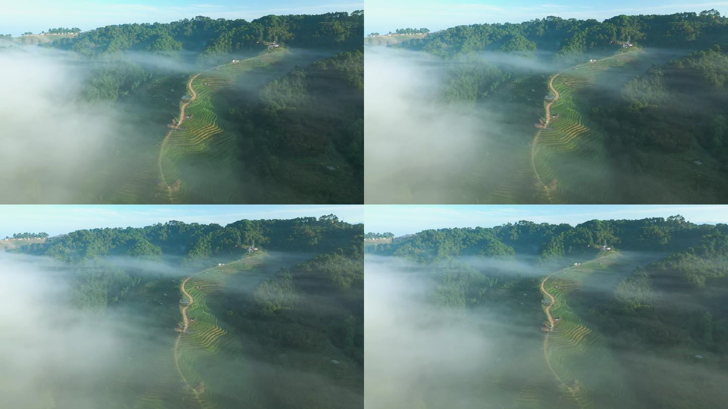 早上有雾的茶园梯田鸟瞰图