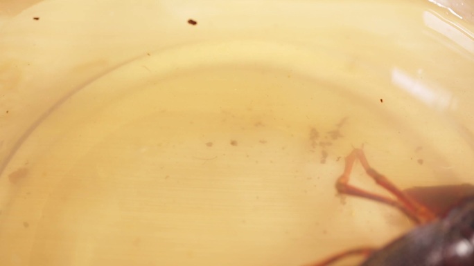 【镜头合集】污水清水养殖小龙虾对比