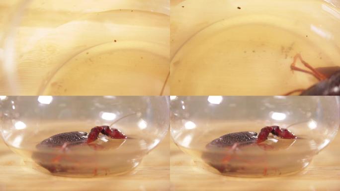 【镜头合集】污水清水养殖小龙虾对比