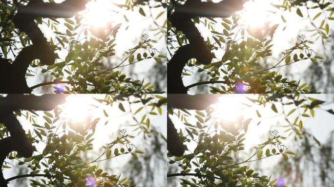 树林树叶树枝逆光叶片光晕阳光照射特写镜头