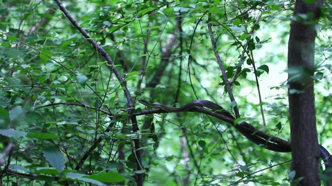 树枝上的蛇冷血动物 丛林野生动物 长虫