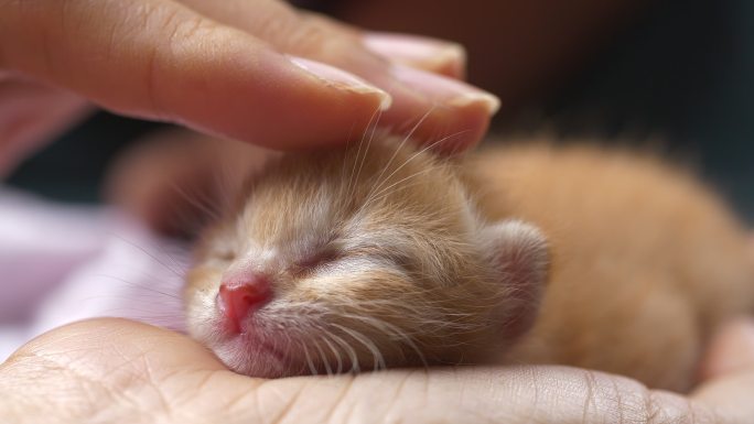 可爱的小猫在手。养猫幼猫