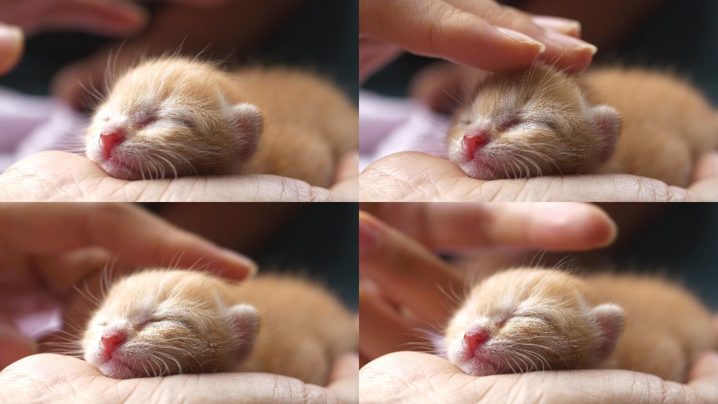 可爱的小猫在手。养猫幼猫