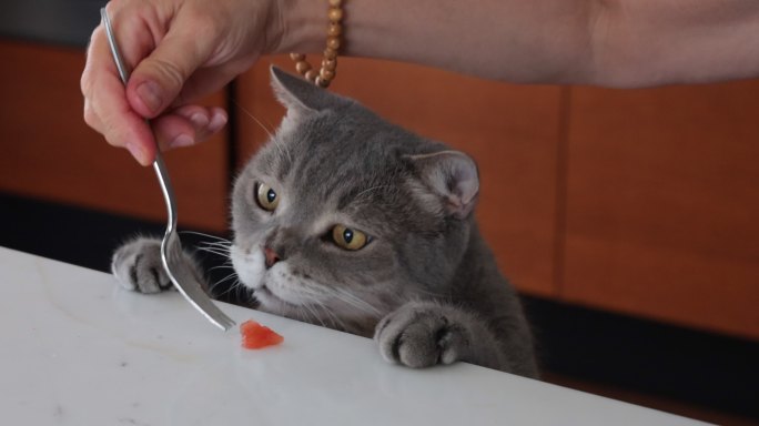 饥饿的猫在大理石餐桌上吃主人的西红柿