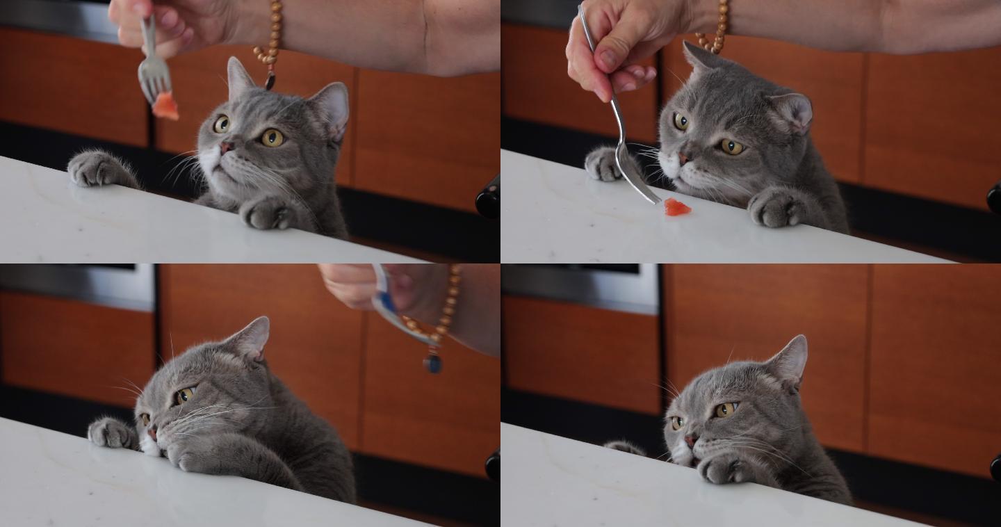 饥饿的猫在大理石餐桌上吃主人的西红柿