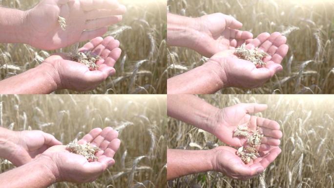 两段麦粒在田间的慢镜头