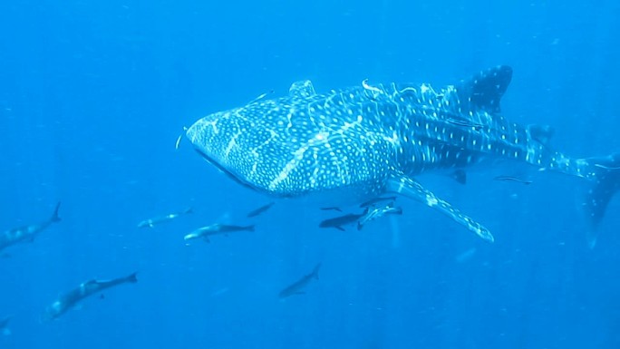 鲸鲨（Rhincodon型）、棘尾目（Remora）和眼镜蛇（Rachycentron canadu