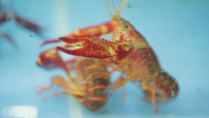 【镜头合集】海鲜市场买小龙虾挑选小龙虾