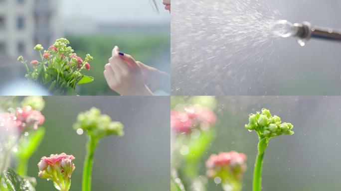 美女阳台使用喷壶浇花