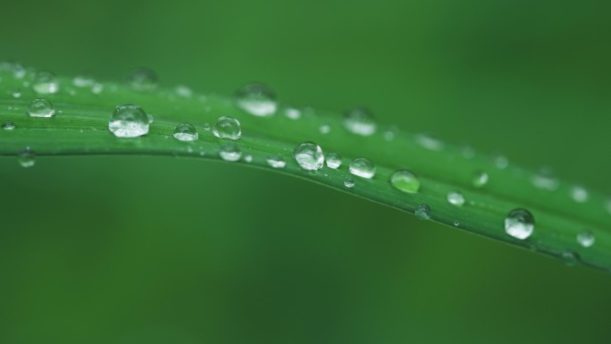 4k意境雨天小草水滴露水下雨新鲜空气绿色