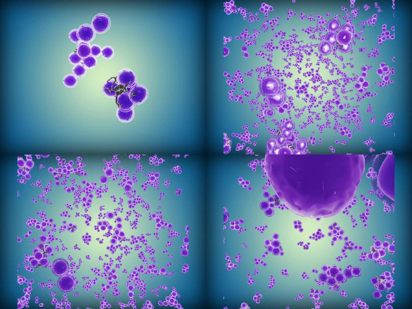 葡萄菌 葡萄菌动画 微生物动画 微生物