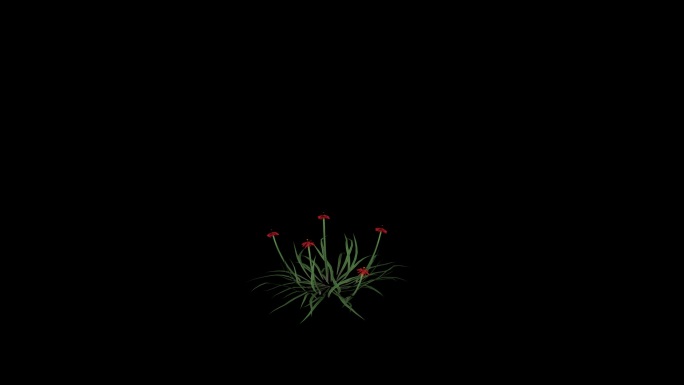 红花带透明通道生长动画