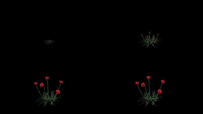 红花带透明通道生长动画