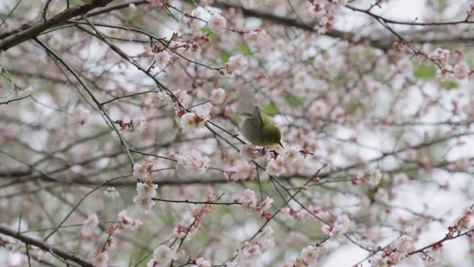 梅花林中的鸟春天到了小鸟采花
