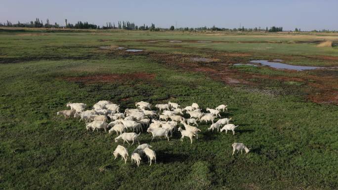 湿地羊群