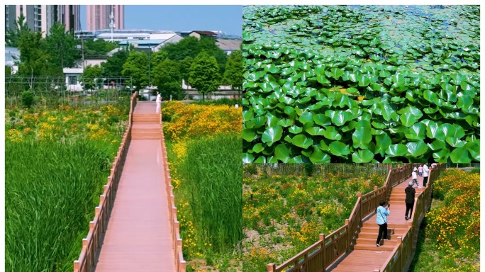 湿地公园里廊桥栈道 游客在栈道上行走