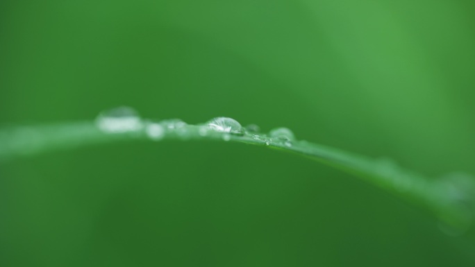 4k意境雨天小草水滴露水下雨新鲜空气绿色