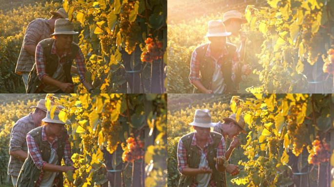日落时分，男人和女人手工采摘葡萄