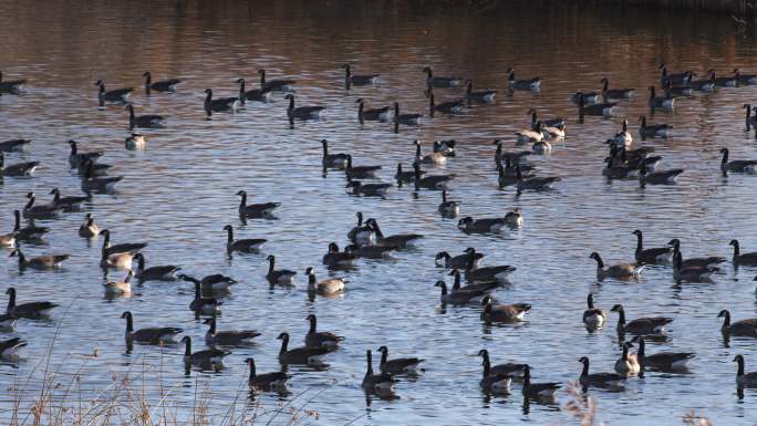 湖中休息的大雁群发出求偶声的静态照片