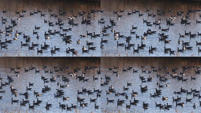 湖中休息的大雁群发出求偶声的静态照片