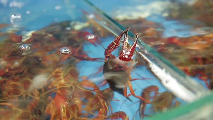 【镜头合集】水产市场商贩卖小龙虾