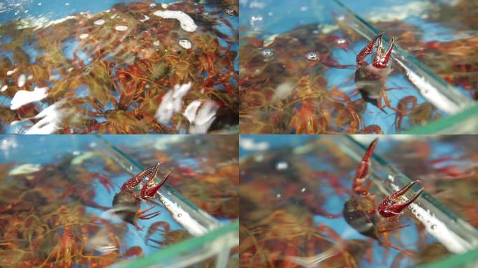 【镜头合集】水产市场商贩卖小龙虾