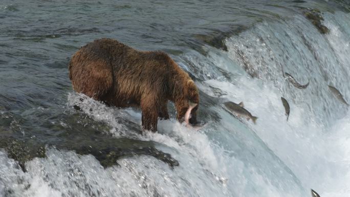 棕熊在阿拉斯加州卡迈国家公园布鲁克斯瀑布捕红鲑-慢镜头