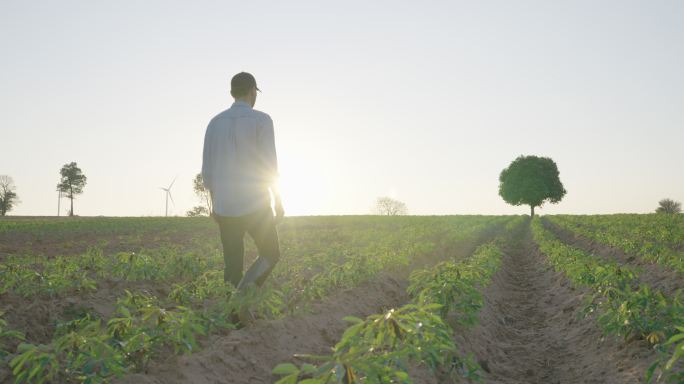 后视图，在夕阳的剪影中，年轻的农民走在田野里，审视着乡村的景色。