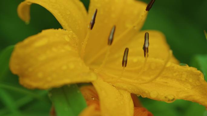 8k唯美花蕊生命植物自然美景清新花卉水滴