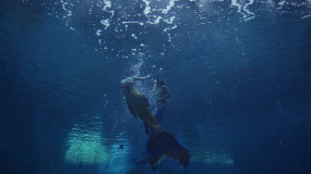 海底世界美人鱼舞蹈表演海龟鲨鱼海洋生物视频素材