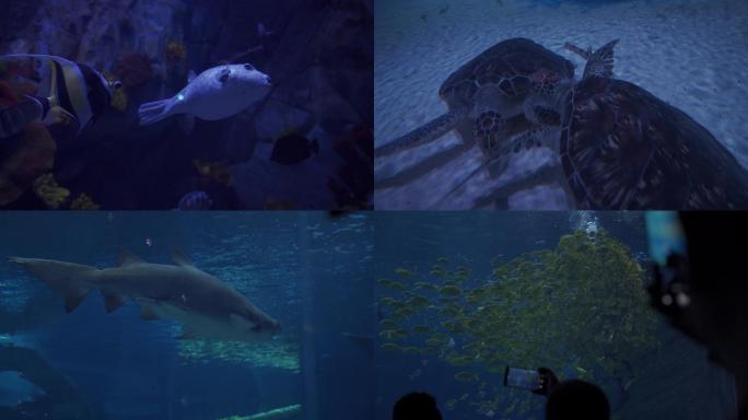 海底世界美人鱼舞蹈表演海龟鲨鱼海洋生物