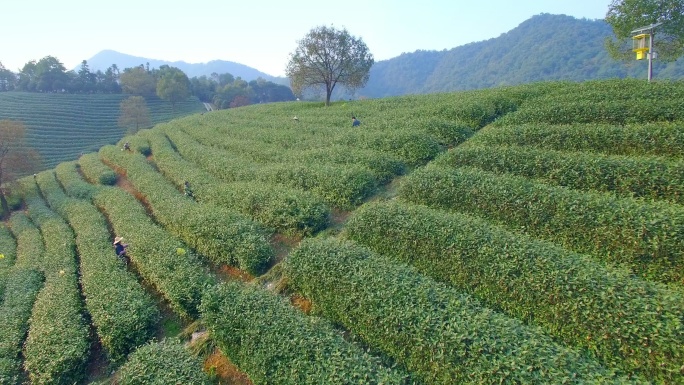 杭州龙井山茶园鸟瞰图。4k