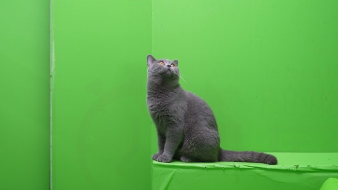 英短蓝猫 小猫咪 猫 绿幕 素材