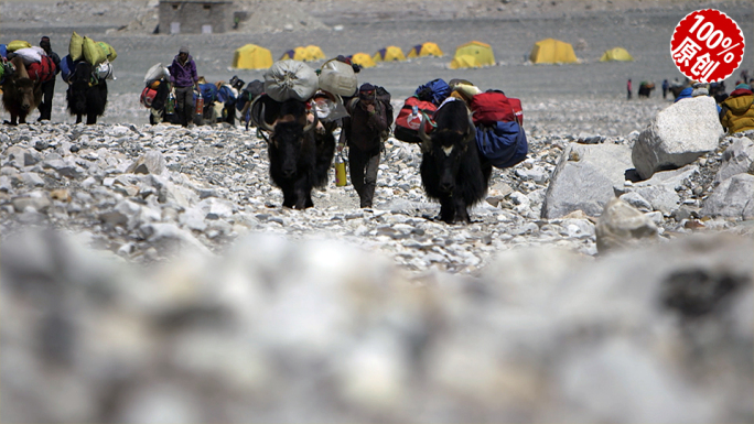 由珠峰5200米出发的攀登者们和牦牛队