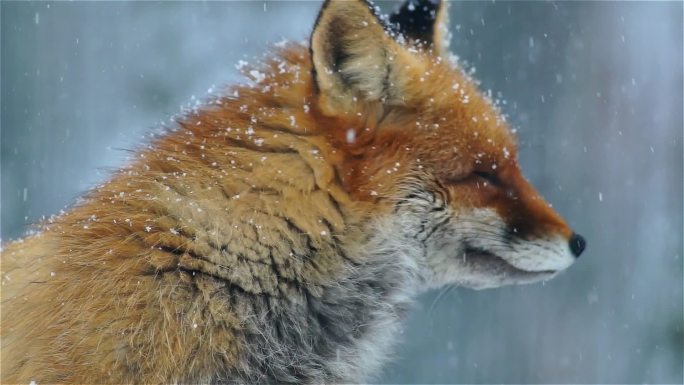 狐狸肖像雪中狐狸野生动物