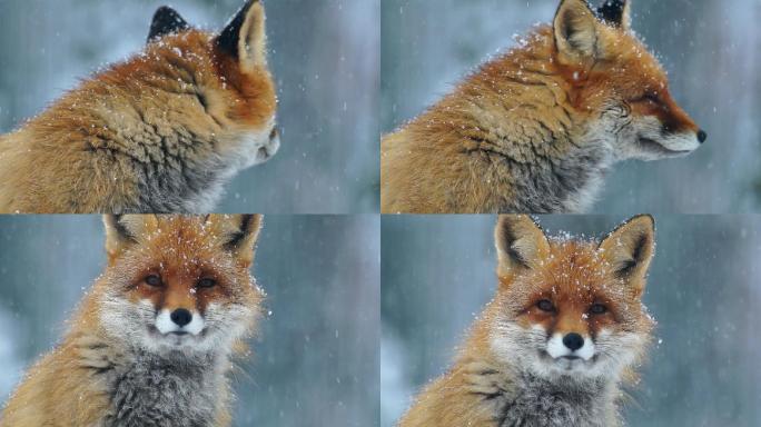 狐狸肖像雪中狐狸野生动物