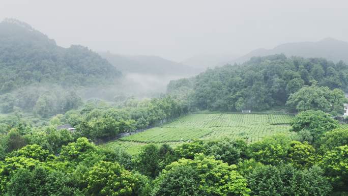 雾茶山雾茶山茶叶种植基地茶田