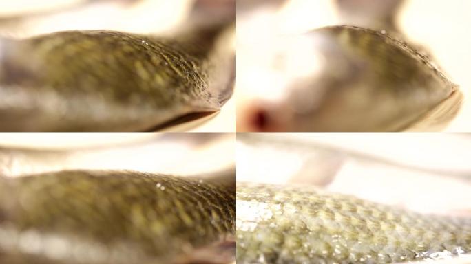 【镜头合集】鱼鳞鱼表面黏膜 (2)