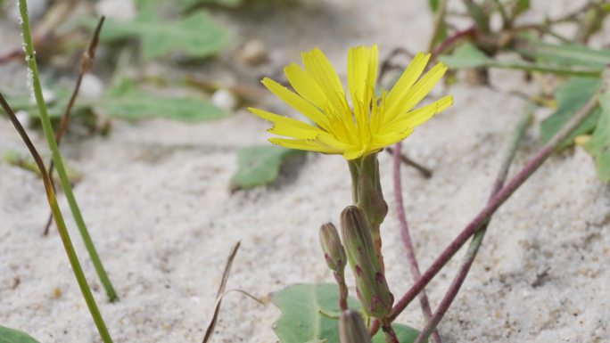 沙苦荬菜