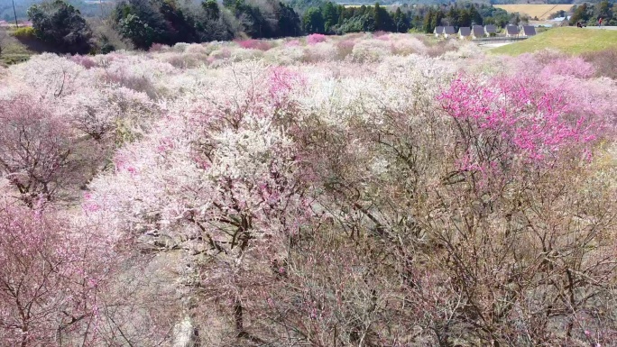 空中飞过千姿百态的梅花树